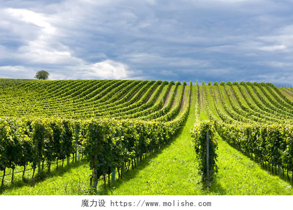自然风景蓝天白云下一望无际广阔的葡萄藤农场风景图